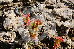 Sedum caespitosum - Wild plant shot in the spring.
