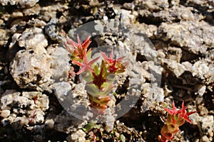 Sedum caespitosum - Wild plant shot in the spring.