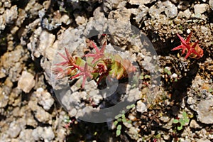 Sedum caespitosum - Wild plant shot in the spring.