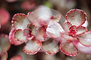 Sedum dragons blood macro.Red sedums.Succulents and sedums close-up . groundcover flower.Beautiful nature background in