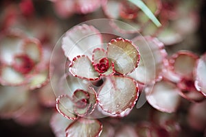 Sedum dragons blood.Red sedums.Succulents and sedums close-up . groundcover flower.Beautiful nature background in reds