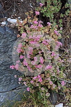 Sedum of Evers. L. Sedum ewersii