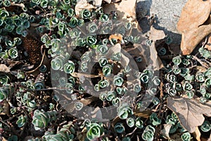 Sedum ewersii, Crassulaceae or stonecrop close up