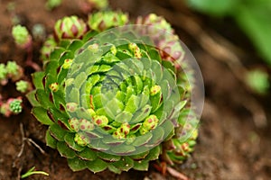 Sedum family.Botanical theme.