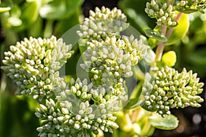 Sedum green flowers, Autumn Joy from the Crassulaceae botanic family