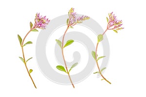 Sedum groundcover flowers isolated on white. Photo