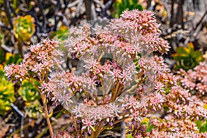 Sedum hispanicum. Spanish stonecrop. From UC Berkeley botanical garden