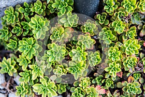 Sedum hybridum, Immergrunchen