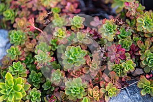 Sedum hybridum, Immergrunchen