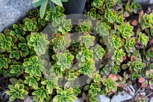 Sedum hybridum, Immergrunchen photo