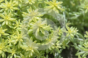 Sedum japonicum succulent foliage