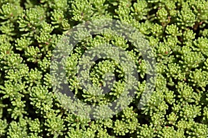 Sedum lydium