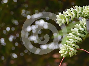 Sedum Morganianum