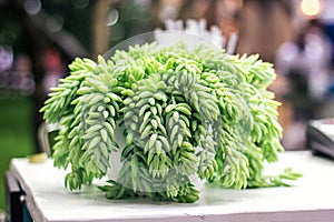 Sedum morganianum Burro`s Tail Donkey`s Tail Lamb`s Tail Horse`s Tail World Succulent plant in family Crassulaceae native to Mexic photo