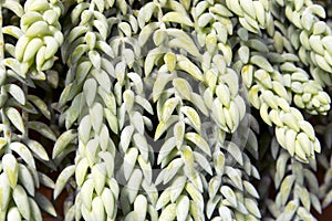 The Sedum morganianum donkey tail or burro`s tail - a species of flowering plant in the family Crassulaceae