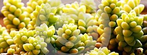 Sedum morganianum (Donkey tail or Burro\'s tail) is a species of flowering plant in the family Crassulaceae.