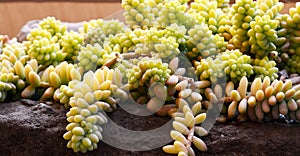 Sedum morganianum (Donkey tail or Burro\'s tail) is a species of flowering plant in the family Crassulaceae.