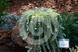 Sedum nudum Aiton. CRASSULACEAE. Sedum morganianum donkey tail or burro`s tail.