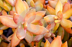 Sedum nussbaumerianum Coppertone Stonecrop succulent plants in tropical garden of Tenerife,Canary Islands,Spain.