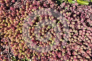 Sedum ochroleucum red wiggle green plant.