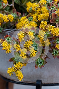 Sedum palmeri Watson yellow flower in the ceramic pot for garden design