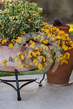 Sedum palmeri Watson yellow flower in the ceramic pot for garden design