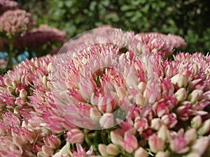 Sedum pink and white flowers close-up on a blurred background