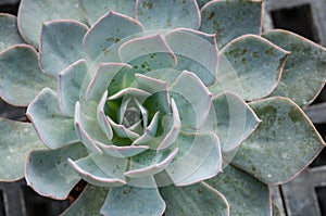 A sedum plant often used for green roofs