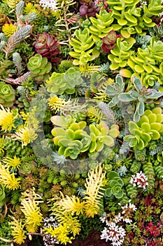 Sedum plants