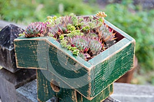 Sedum plants covering the roof