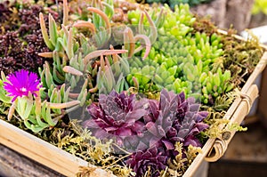 Sedum plants used for green roof applications