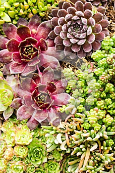 Sedum plants used for green roof applications