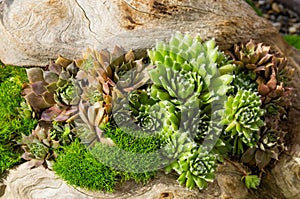 Sedum plants used for sustainable plantings