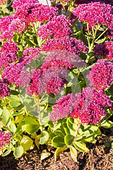 Sedum prominent Sedum spectabile