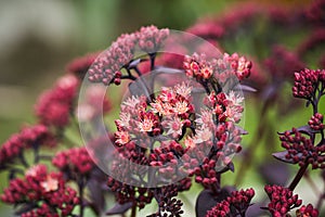 Sedum prominent (Sedum spectabile) in the garden