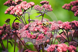 Sedum prominent (Sedum spectabile) in the garden