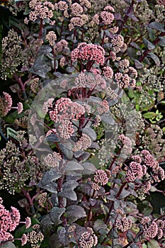 Sedum 'Red Cauli