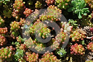 Sedum