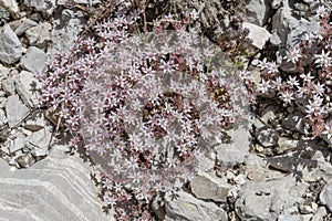 Sedum rubens flowers at Terminillo mountain range, Italy