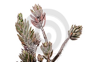 Sedum rubens succulent plant