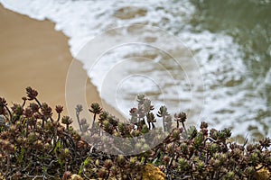 Sedum rubens succulent plant