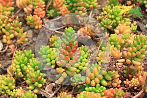 Sedum Rubrotinctum