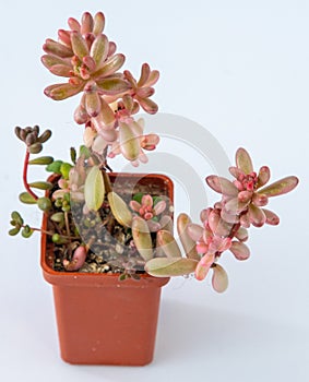 Sedum rubrotinctum Aurora plant succulent. Little flower on white background.