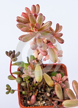 Sedum rubrotinctum Aurora plant succulent. Little flower on white background.