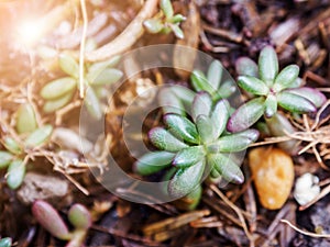 Sedum rubrotinctum.