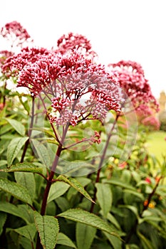 Sedum 'Ruby Glow'