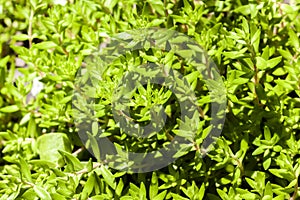 Sedum sarmentosum in spring before flowering photo