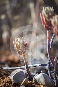 Sedum sediforme, a genus of flowering plants.