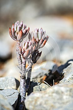 Sedum sediforme, a genus of flowering plants. photo