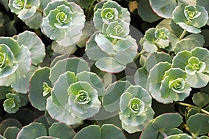 Greyish-green Sedum sieboldii Plants photo
